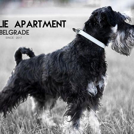 Apartment Charlie Perfect Price Belgrad Exterior foto